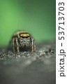 Beautiful Jumping Spider on a green background. Selective focus 53713703