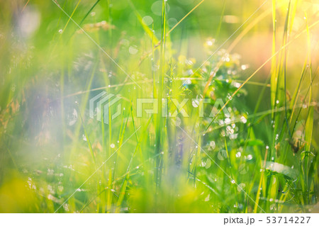 Sunny meadow 53714227