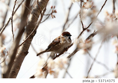 スズメと桜 53714375