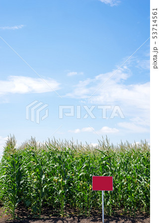 close up Corn field in the countryside. Many young maize grown for sale. Copy space close up Corn field in the countryside. Many young maize grown for sale. Copy space 53714561