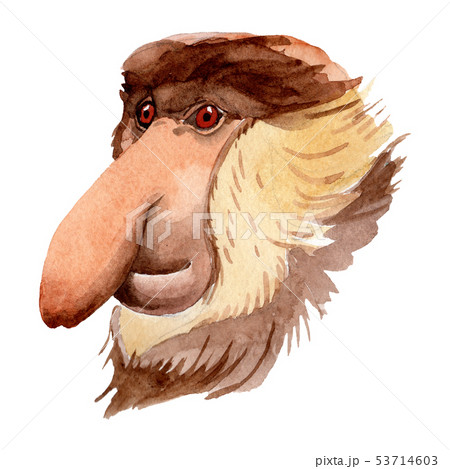 Exotic monkey wild animal in a watercolor style isolated. Aquarelle wild animal for background. Exotic monkey wild animal in a watercolor style isolated. Aquarelle wild animal for background. 53714603
