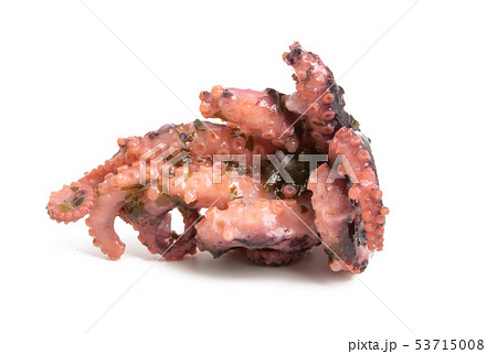 octopus isolated 53715008