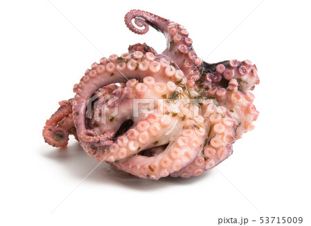 octopus isolated 53715009