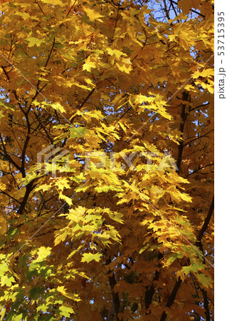 Beautiful golden autumn leaves of maple 53715395
