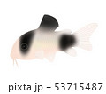 コリドラス・パンダ 53715487