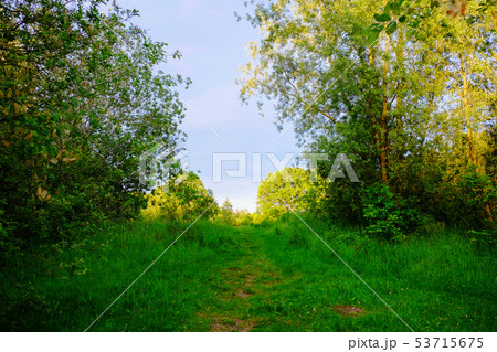 Green grass field and trees 53715675