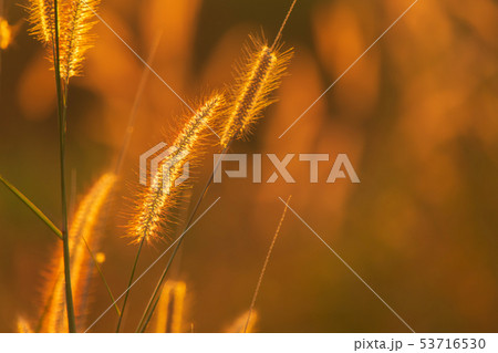 Poaceae grass flower in the rays of the rising 53716530