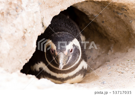 Magellanic penguin. Caleta Valdes penguin colony, Magellanic penguin. Caleta Valdes penguin colony, 53717035