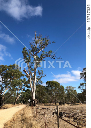 Huge Gum Tree in south Australia Huge Gum Tree in south Australia 53717326