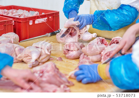 Chicken, close up of poultry processing in food 53718073