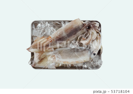 イカ タコ 魚 53718104