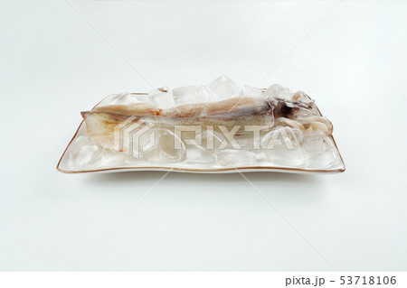 イカ タコ 魚 53718106