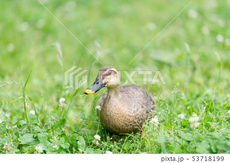 新緑とカルガモ 新緑とカルガモ 53718199