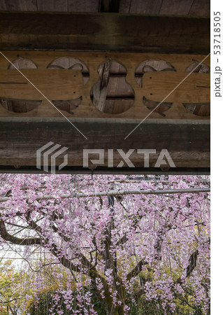 妙心寺退蔵院・紅しだれ桜、門の欄間にかわいい瓢鮎図 53718505