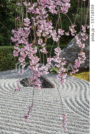 妙心寺退蔵院、陰陽の庭の枯山水に紅しだれ桜 妙心寺退蔵院、陰陽の庭の枯山水に紅しだれ桜 53718509