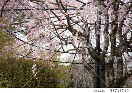 妙心寺退蔵院・紅しだれ桜 53718510