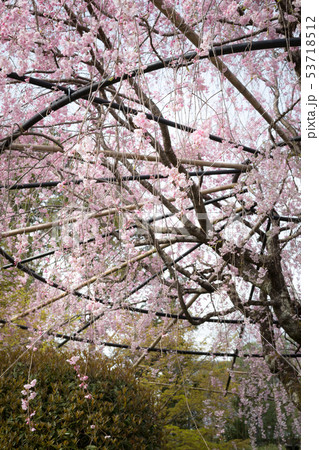 妙心寺退蔵院・紅しだれ桜 53718512