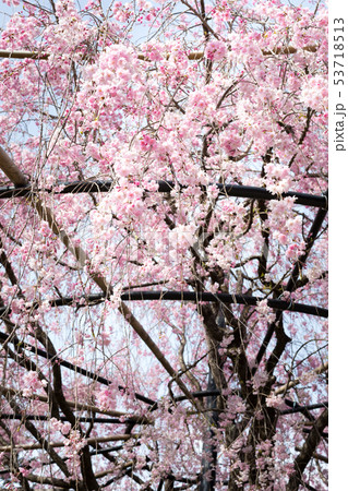 妙心寺退蔵院・紅しだれ桜 53718513