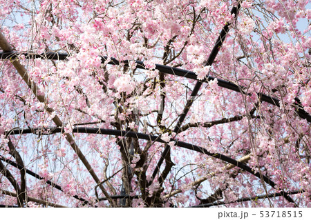 妙心寺退蔵院・紅しだれ桜 53718515