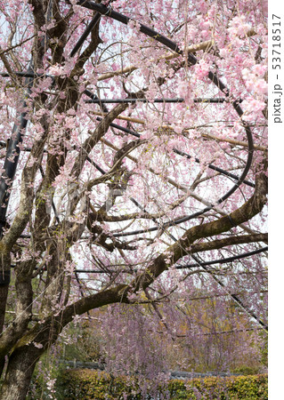妙心寺退蔵院・紅しだれ桜 53718517