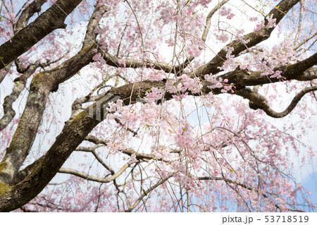 妙心寺退蔵院・紅しだれ桜 53718519