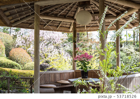 妙心寺退蔵院、余香苑の東屋、春 53718526