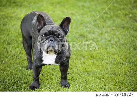 black french bulldog portrait grass background  53718527