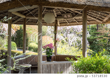 妙心寺退蔵院、余香苑の東屋、春 53718530