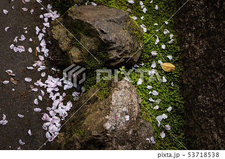妙心寺退蔵院、茶席・大休庵前の苔床に散る紅枝垂桜 53718538