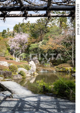 妙心寺退蔵院、藤棚の日陰から余香苑の池を眺める 53718540