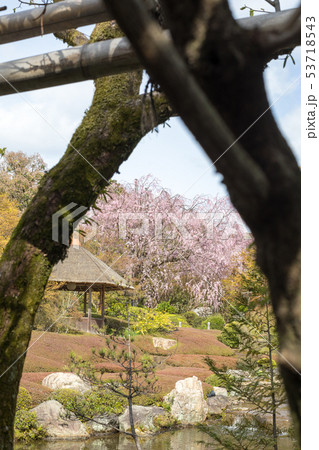 妙心寺退蔵院、余香苑の春 53718543