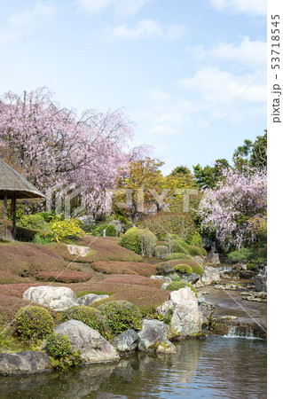 妙心寺退蔵院、余香苑の春 53718545