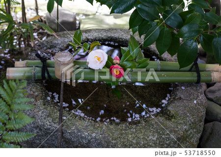 妙心寺退蔵院、季節の手水に散る桜、春 53718550