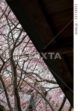 妙心寺退蔵院、茶席・大休庵前のベニシダレザクラ 53718551