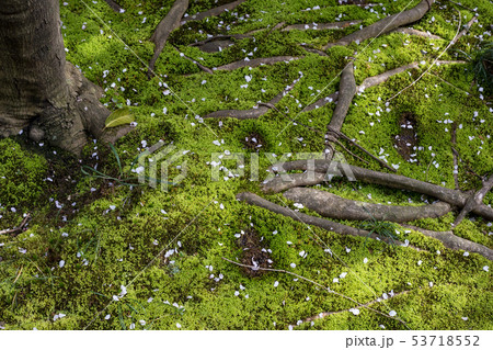 妙心寺退蔵院、余香苑の苔床に散る紅しだれ桜 53718552