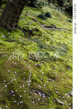 妙心寺退蔵院、余香苑の苔床に散る紅しだれ桜 53718556