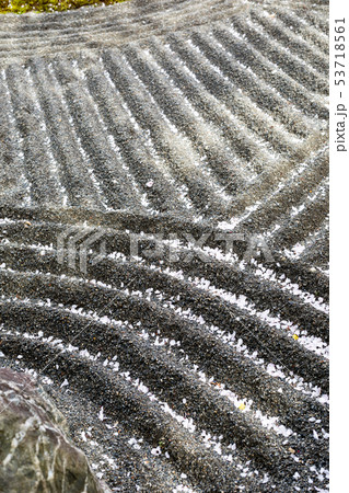 妙心寺退蔵院、陰陽の庭の枯山水に散る紅しだれ桜 53718561