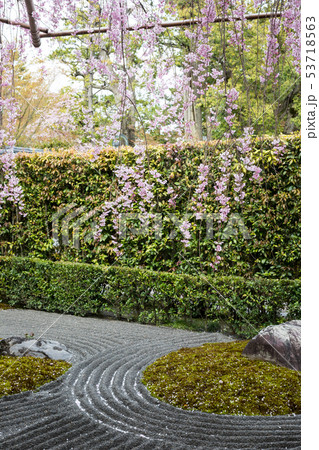 妙心寺退蔵院、陰陽の庭の枯山水に散る紅しだれ桜 53718563