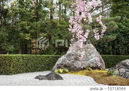 妙心寺退蔵院、陰陽の庭の枯山水と紅しだれ桜 53718564