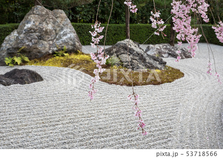 妙心寺退蔵院、陰陽の庭の枯山水と紅しだれ桜の写真素材 [53718566