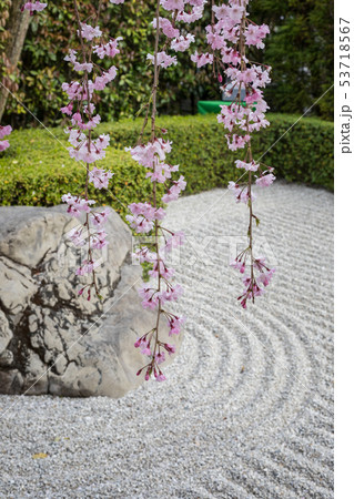妙心寺退蔵院、陰陽の庭の枯山水と紅しだれ桜 53718567