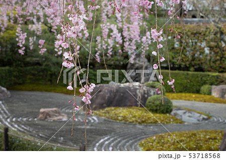 妙心寺退蔵院、陰陽の庭の枯山水と紅しだれ桜 53718568