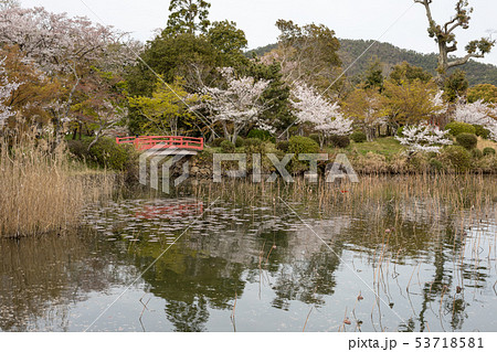 大覚寺門跡の春 大沢池に満開の桜 枯蓮と朱塗り橋の写真素材