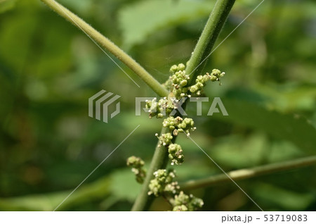 カラムシの花 雄花 カラムシの花 雄花 53719083