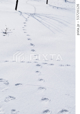 雪の上に残された野生動物の足跡の写真素材