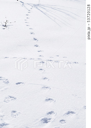 雪の上に残された野生動物の足跡の写真素材