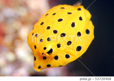 ミナミハコフグ 幼魚 ミナミハコフグ 幼魚 53720408