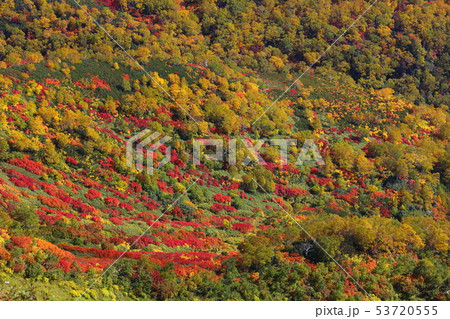 高根ヶ原からの紅葉と黄葉の錦 53720555