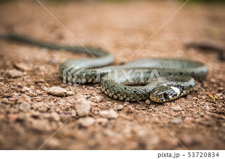 Masculine reptile or grass snake, Natrix natrix Masculine reptile or grass snake, Natrix natrix 53720834