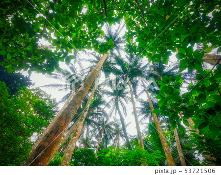 ヤエヤマヤシ 53721506